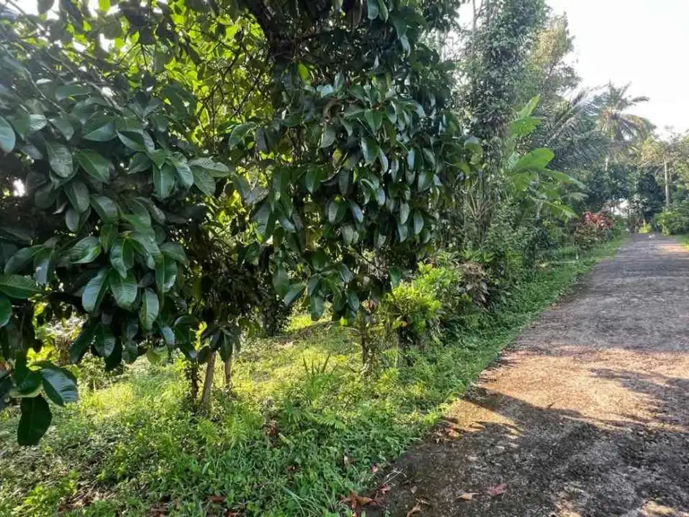 Di jual tanah kebun produktif di selemadeg timur
