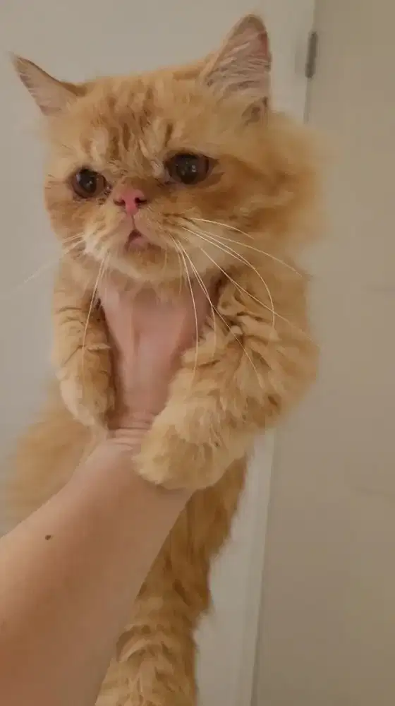 Kucing munchkin jantan 1 tahun