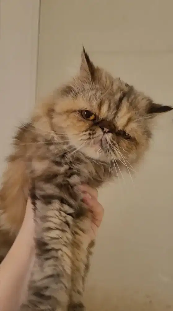 Kucing persia peaknose betina 3 tahun