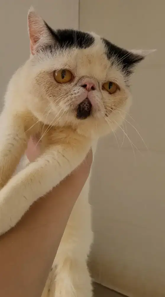 Kucing persia exotic jantan 3 tahun