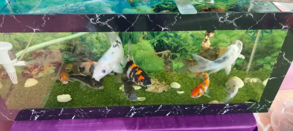 Jual cepat 1set aquarium uk 1m no bocor no minus