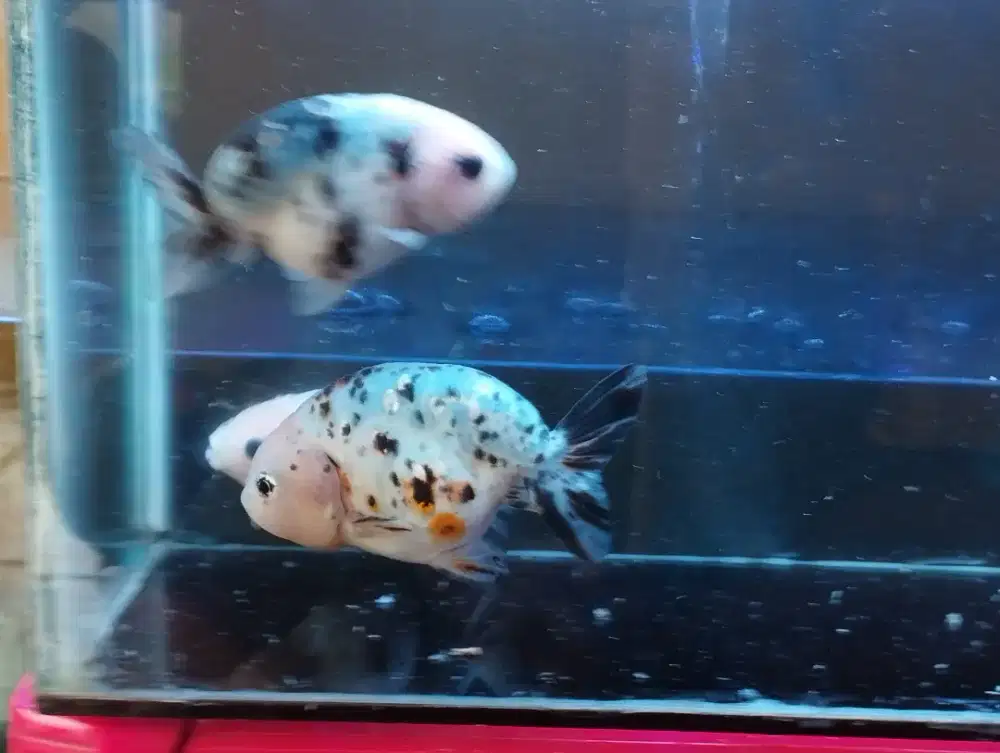 Ikan koki ranchu