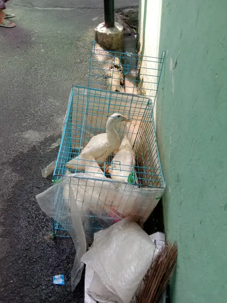 Jual bebek packing remaja satuan atau borongan