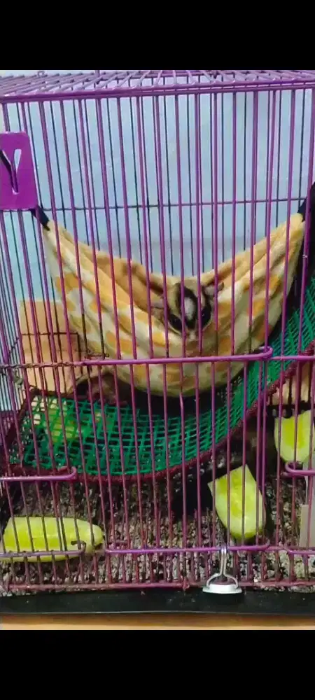 Hewan Sugar Glider Sepasang Sepaket All In