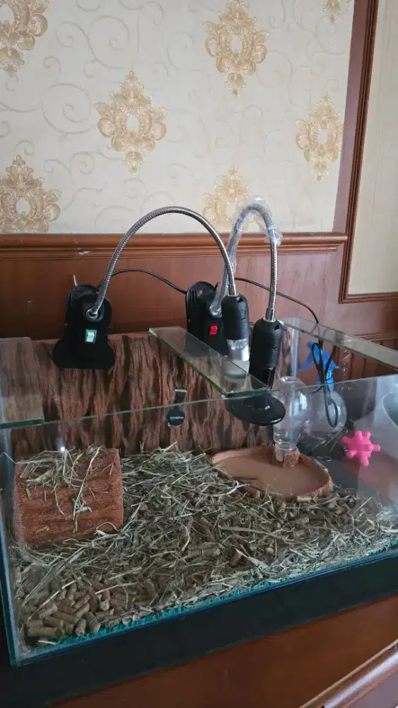 Aquairum ukuran 50 x 30 x 25cm dan semua aksesoris