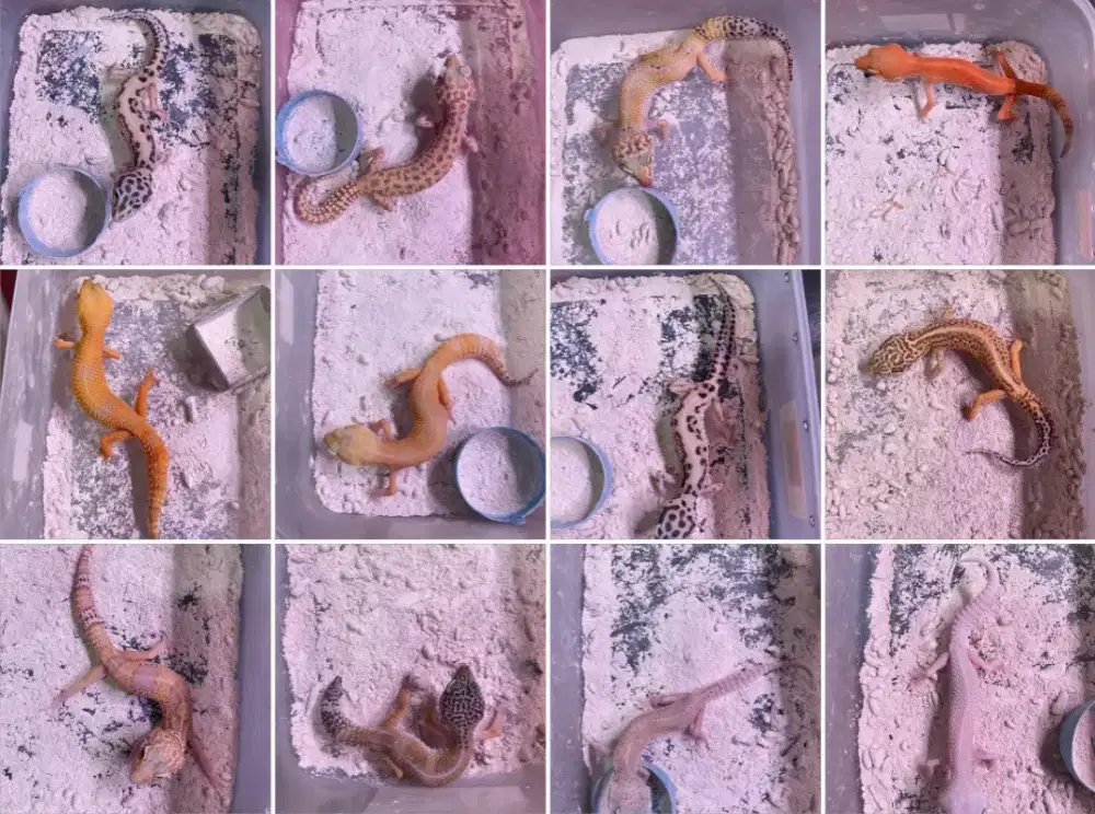 Leopard Gecko besar warna cerah bagus