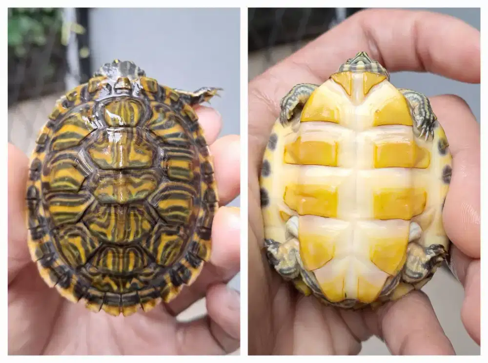 Kura-kura peninsula cooter