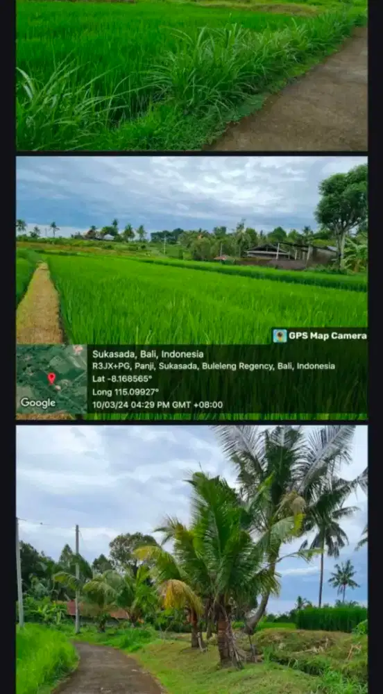 Tanah sawah produktif desa panji singaraja buleleng