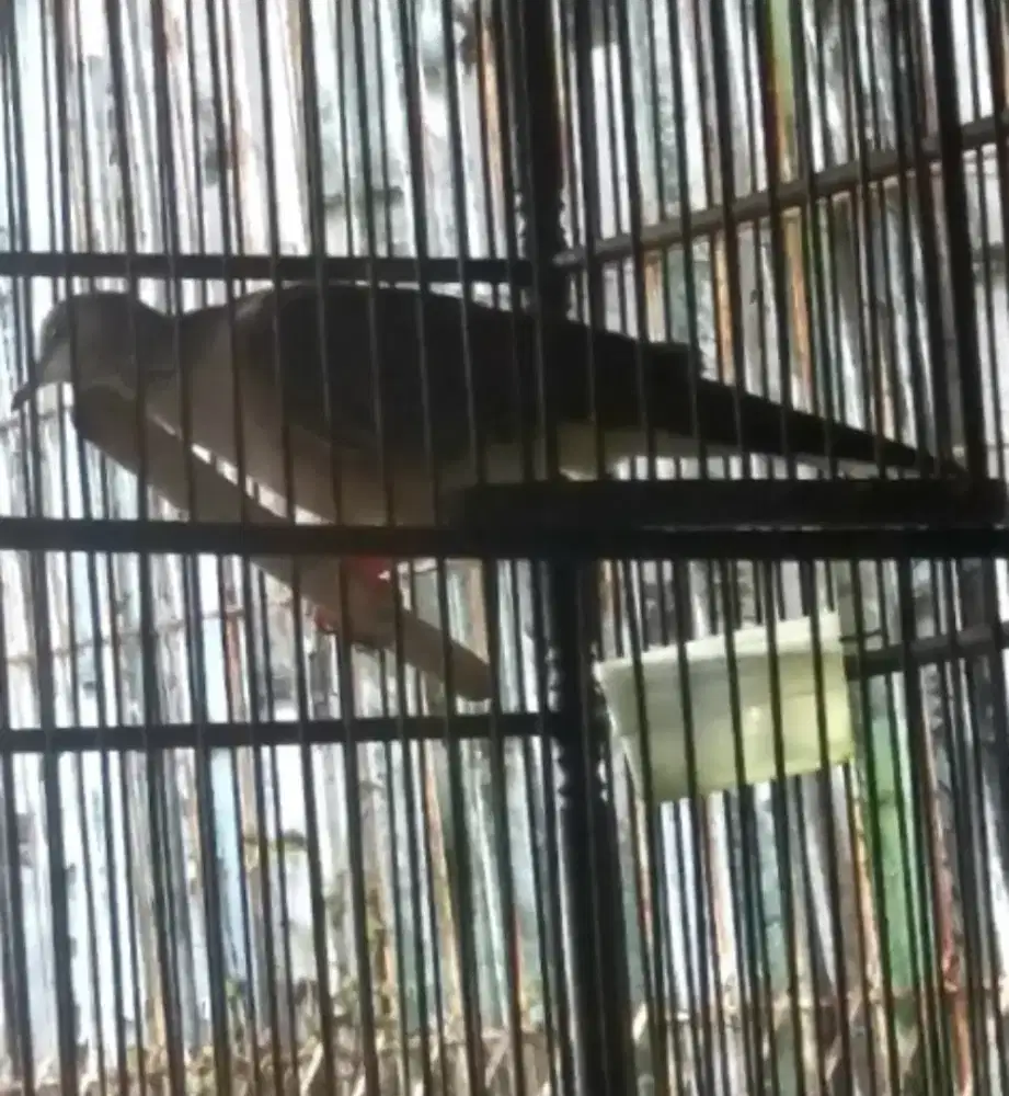 derkuku lawas klangenan