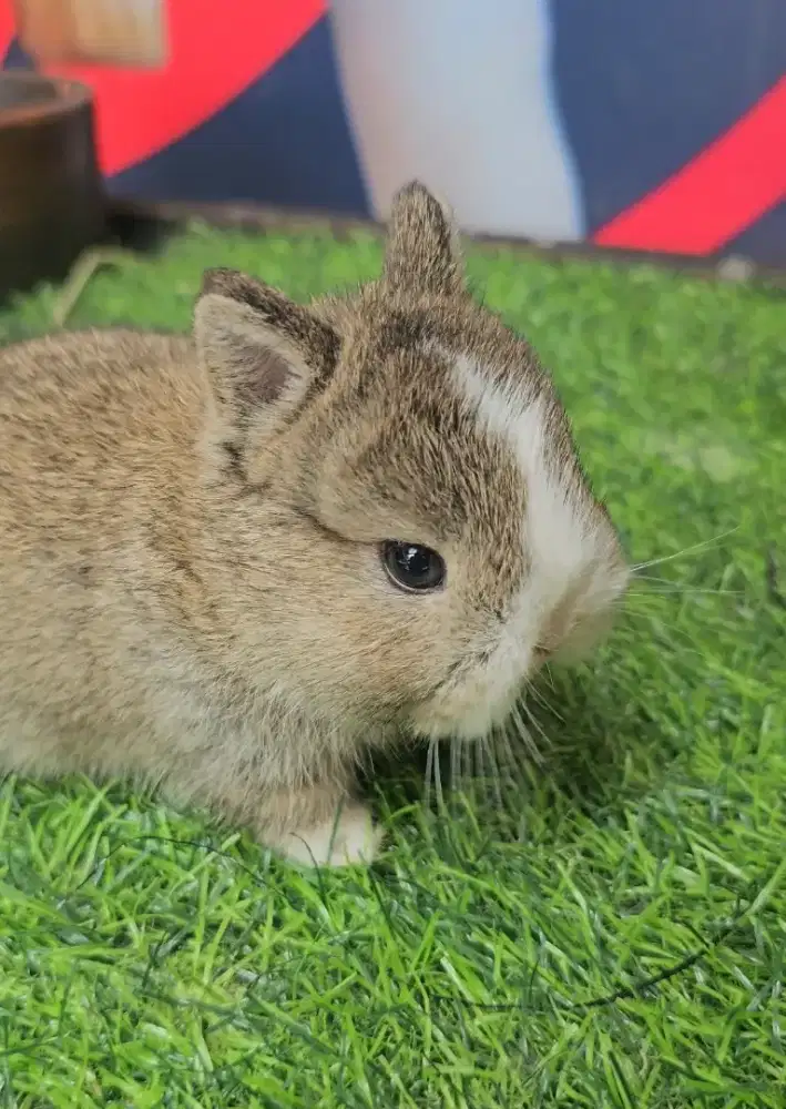 Kelinci netherland dwarf