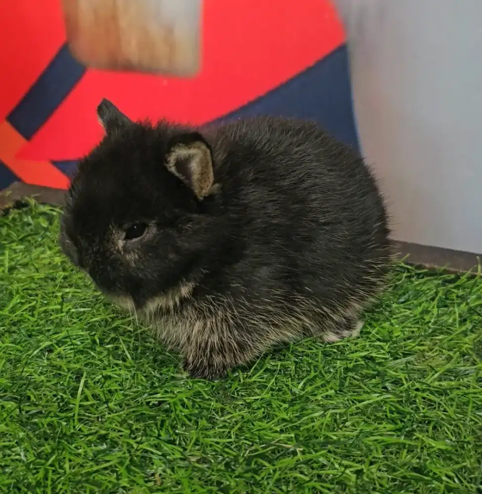Kelinci netherlan dwarf