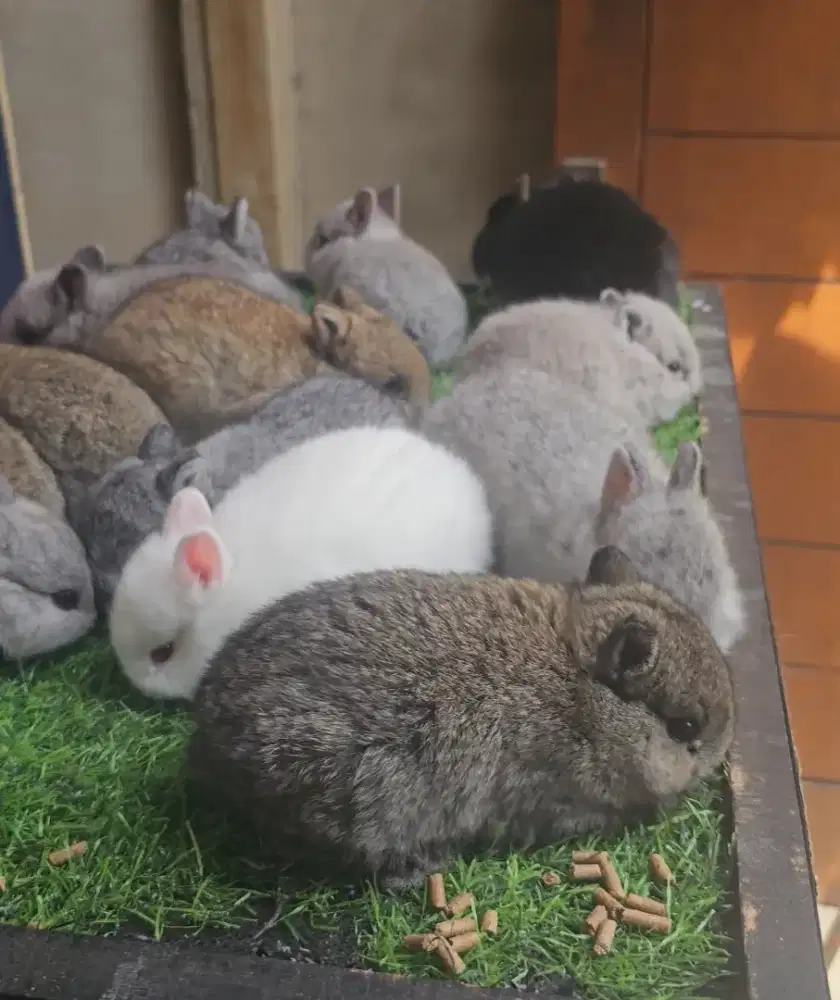 Anakan kelinci netherland dwarf
