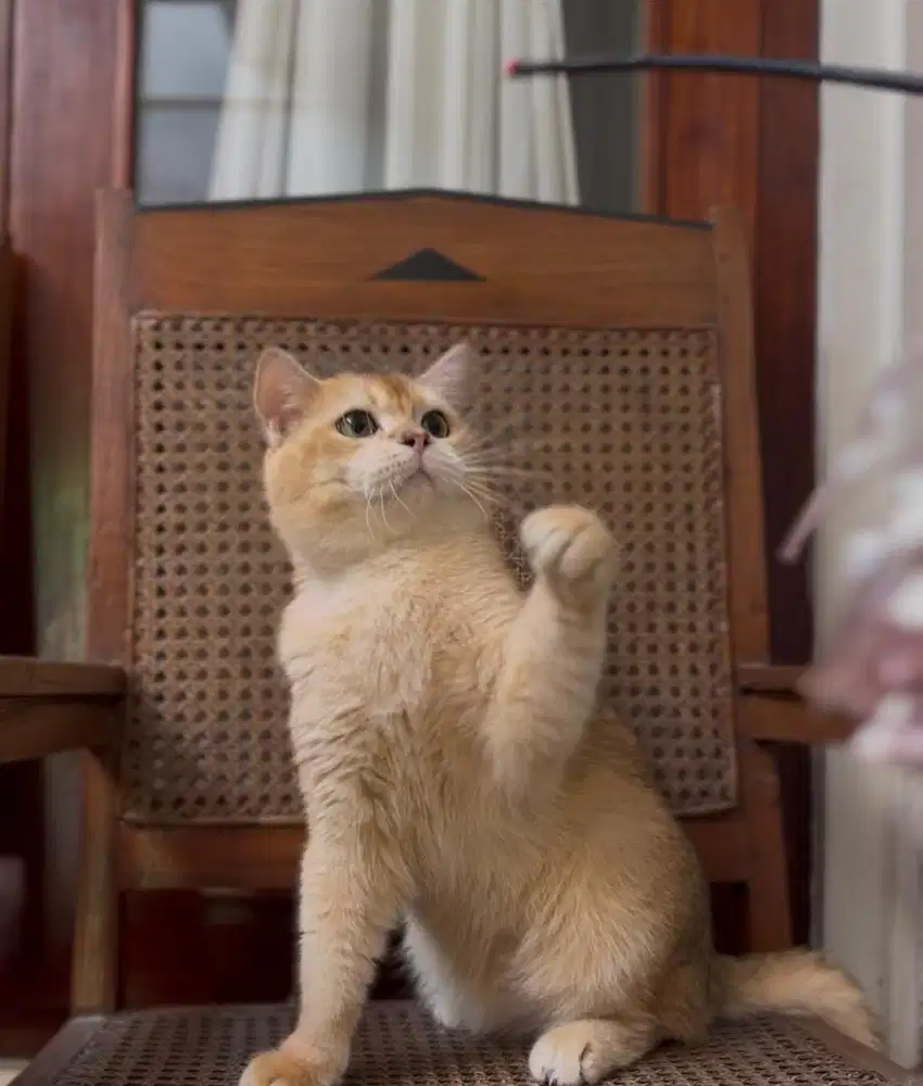 Kucing Scotish straight dan scotish fold jantan