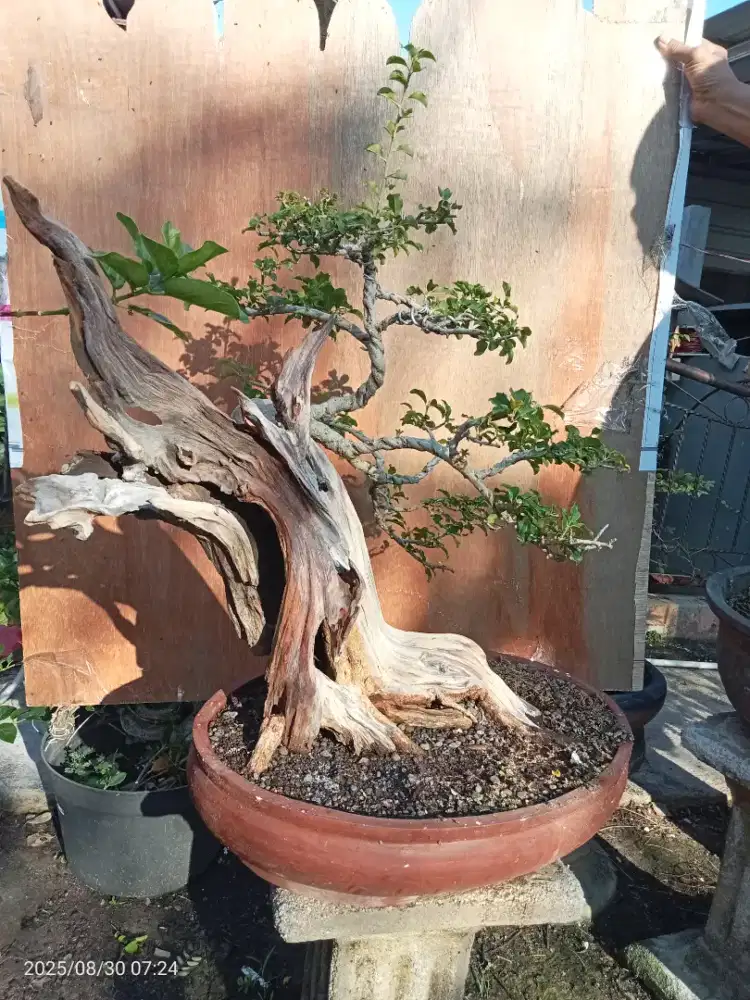 Bonsai Sisir dengan Keringan Ekstrim