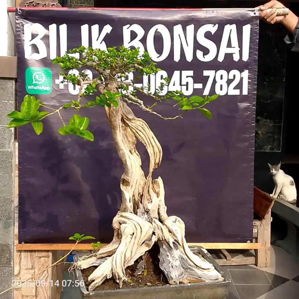 Bonsai Sancang Keringan Ori Ekstrim