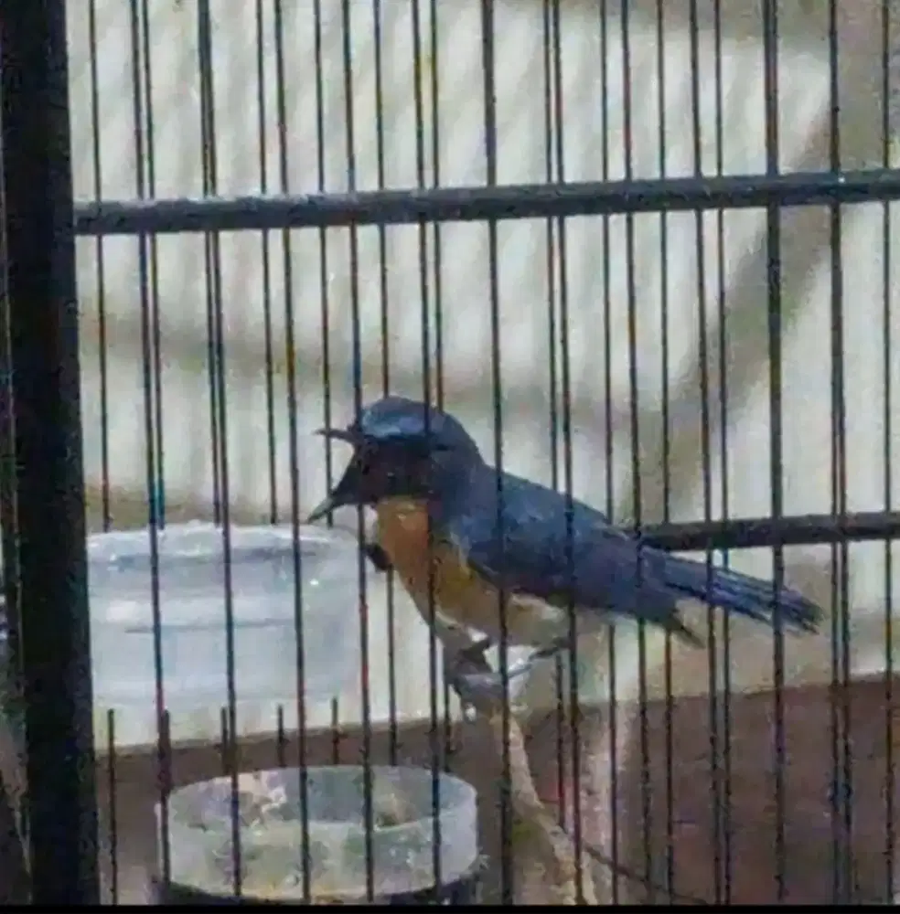 Sulingan Gunung cor dor
Mulus rawatan atas bawah cor dor