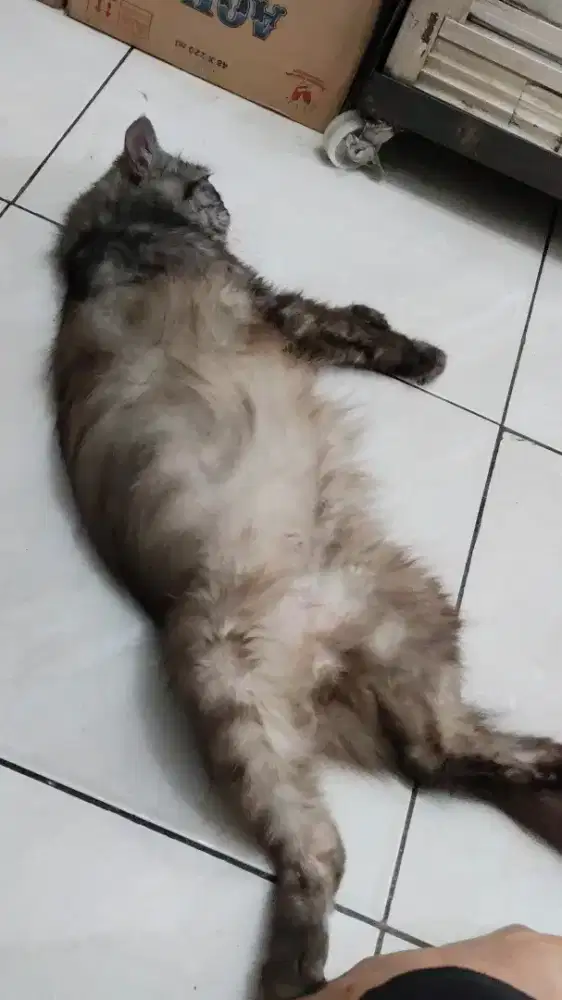 Di jual kucing persia