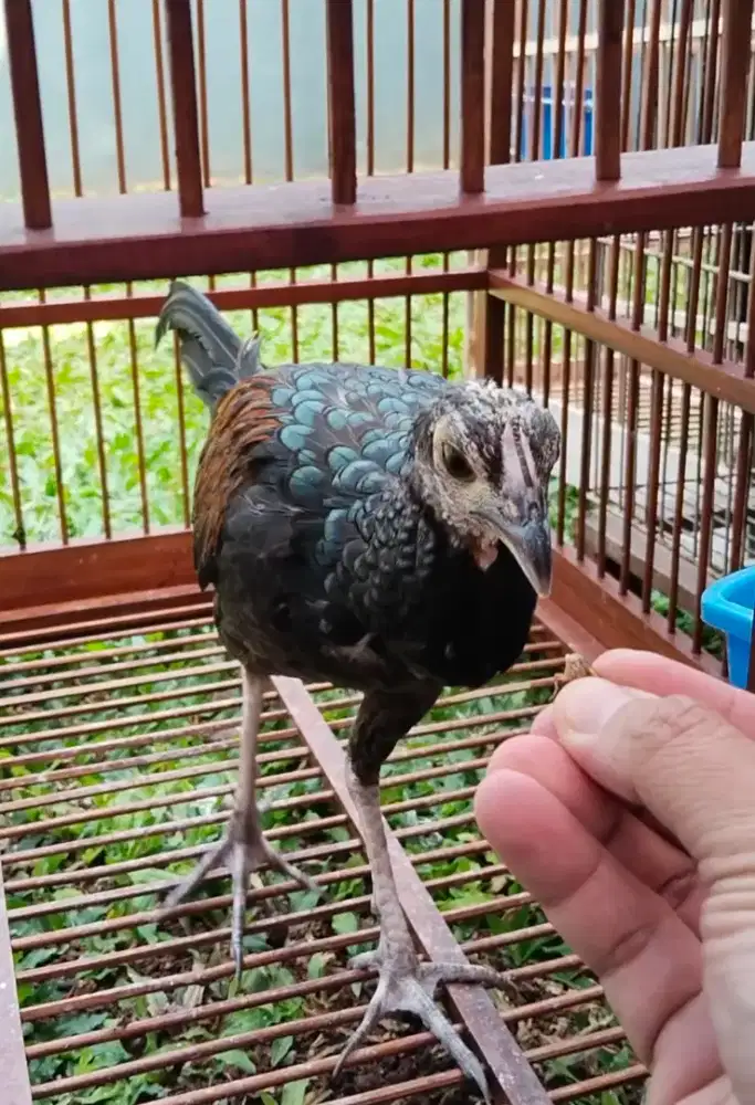 Ayam Hutan Hijau Lombok