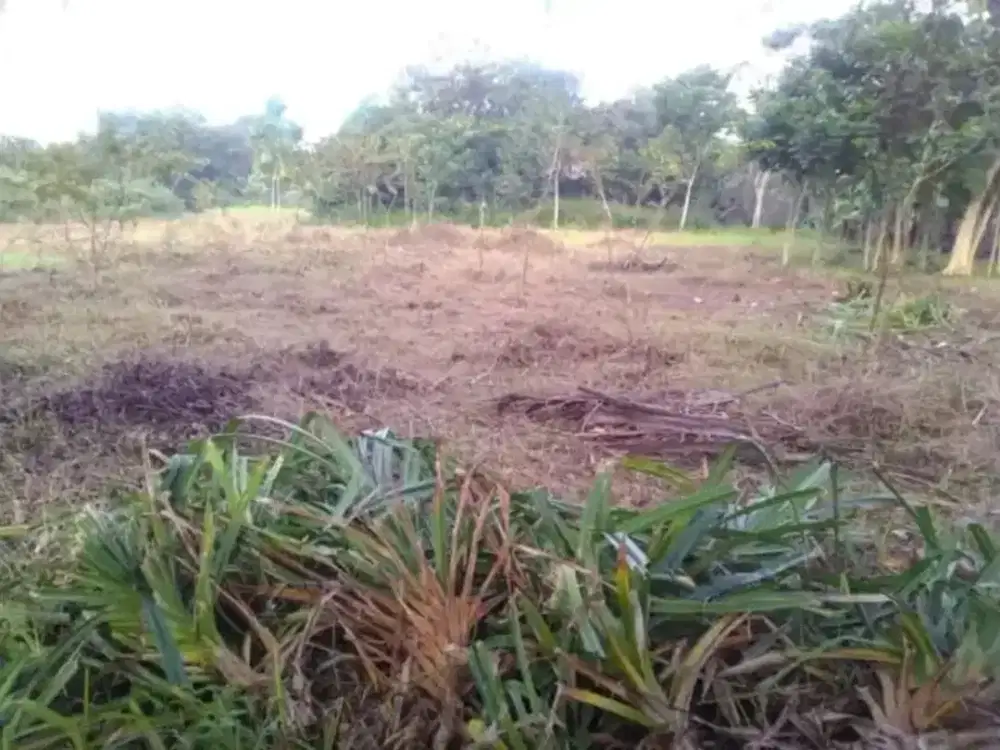 Dijual tanah cileungsi luas 3000 mtr strategis kampung empu situsari