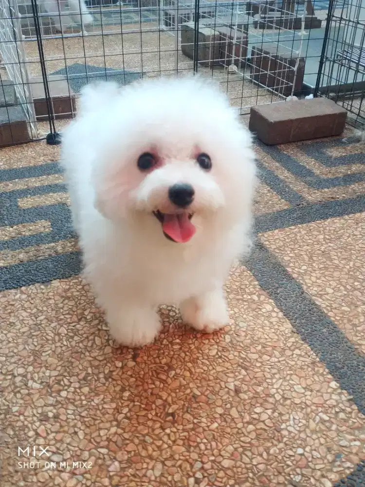Jual Calon Indukan Bichon