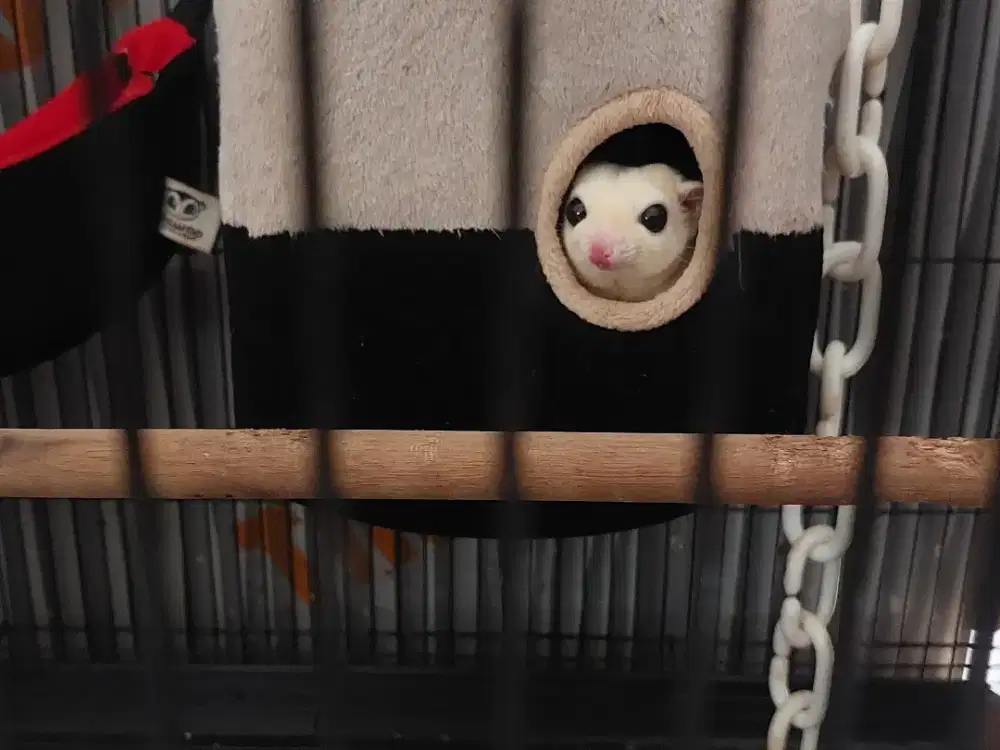 Sugar glider (hewan peliharaan) indukan