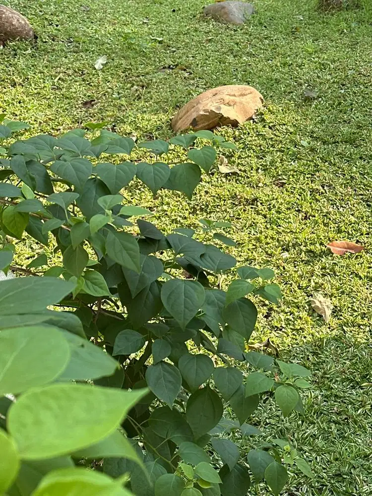 Dicari ART Beberes Momong PP Serpong