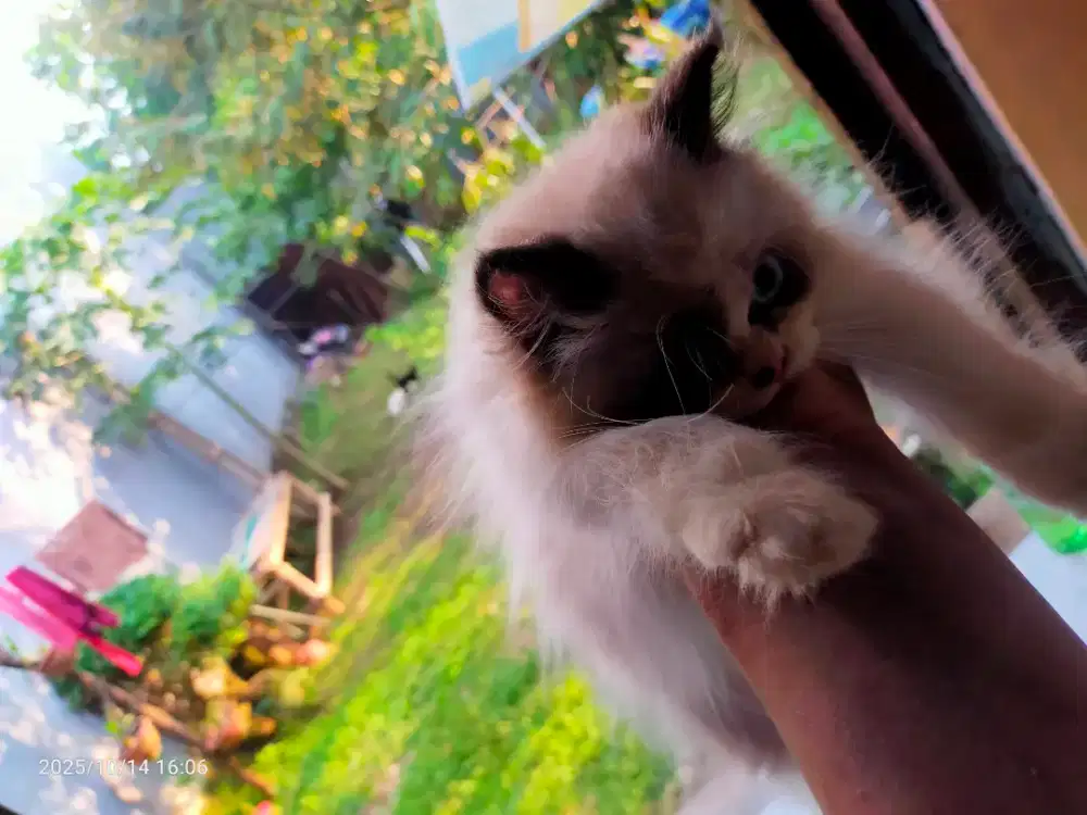 Kitten Himalaya jantan sehatjinak