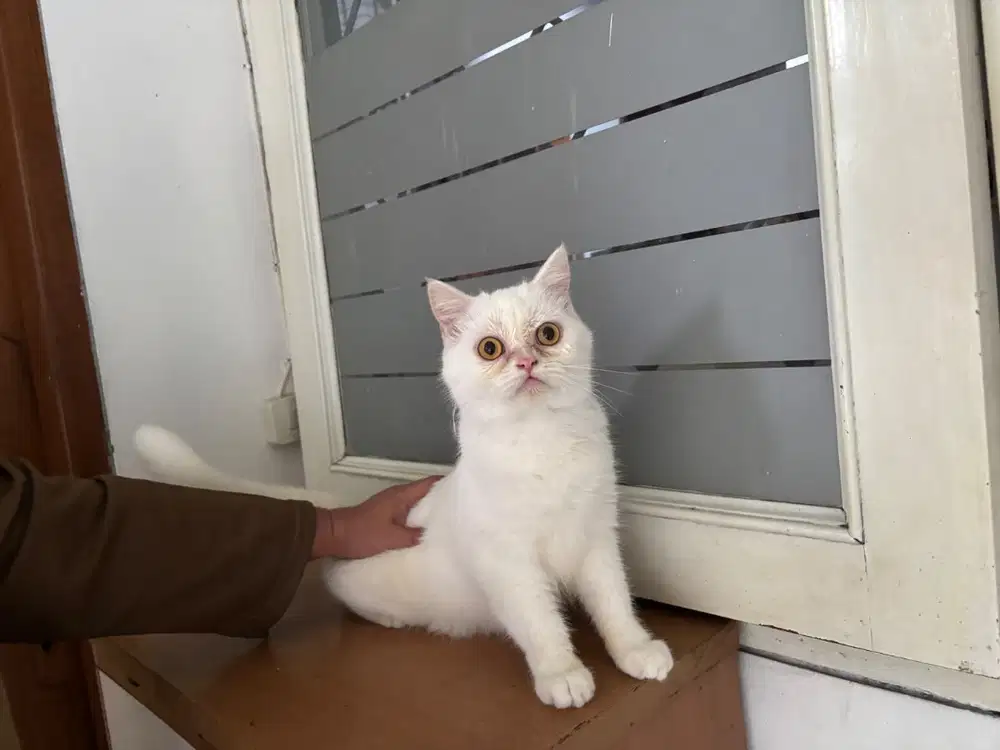 Jual kucing campuran bsh persia