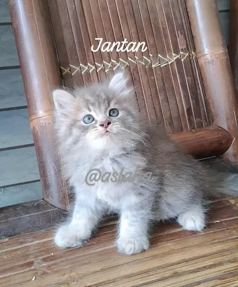 Anak kucing anggora/kitten flatnose jantan/kucing persis jantan