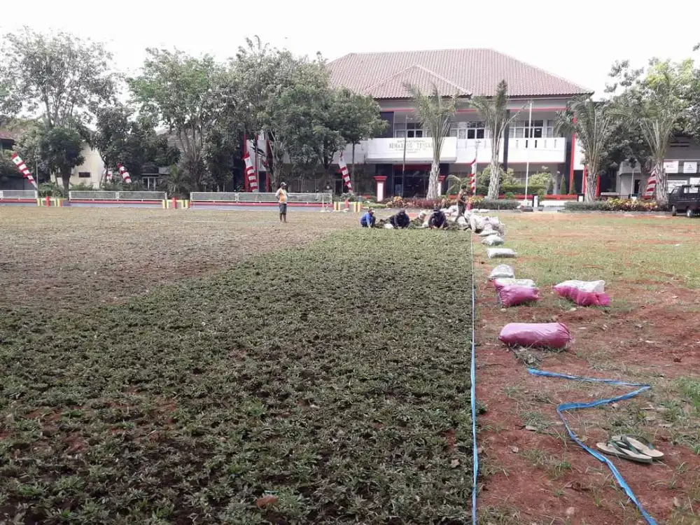Rumput Manila makassar