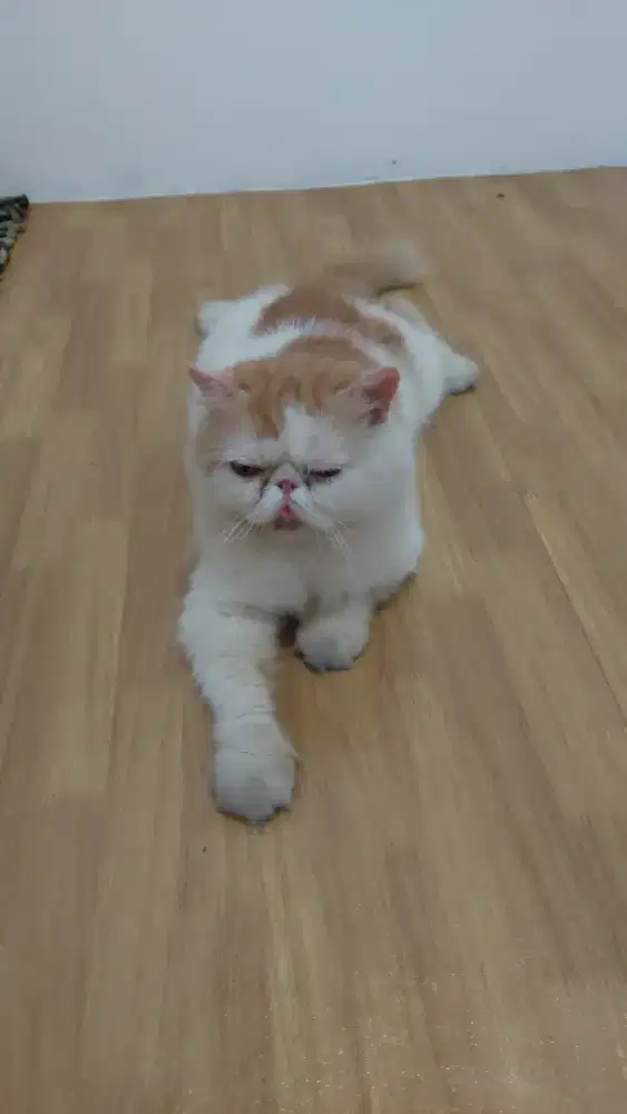 Persia jantan peaknose