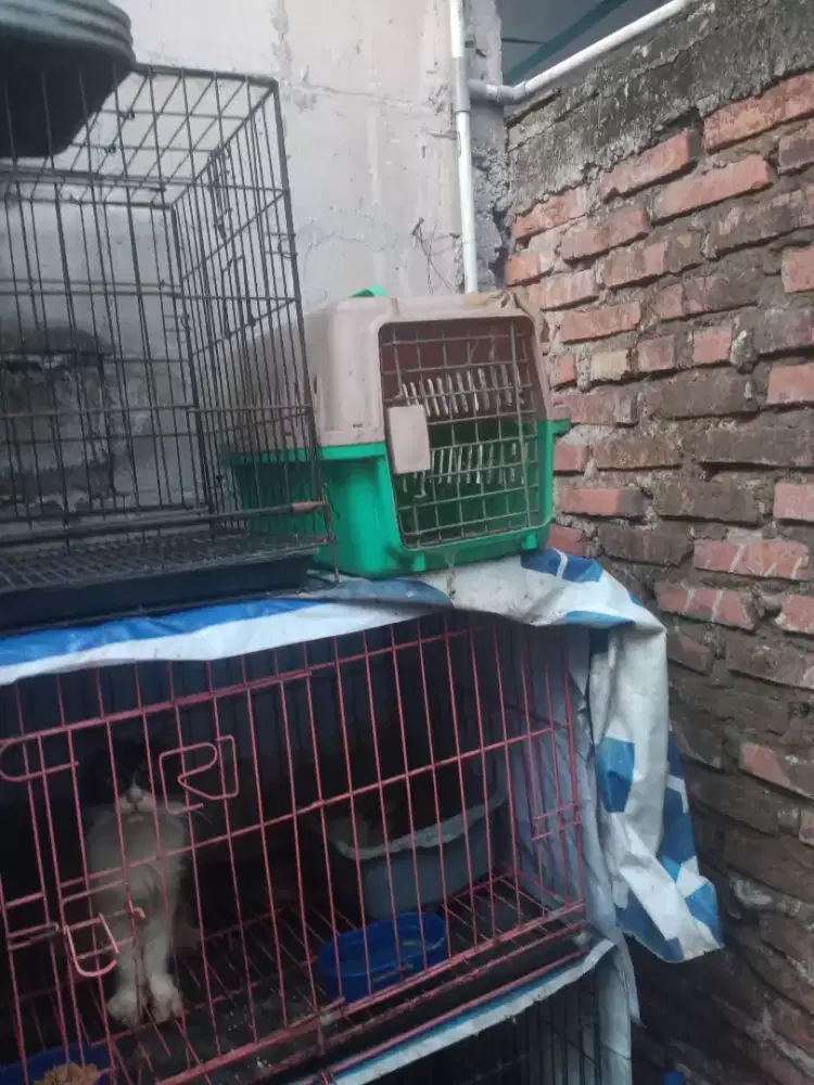 Di jual pet cargo