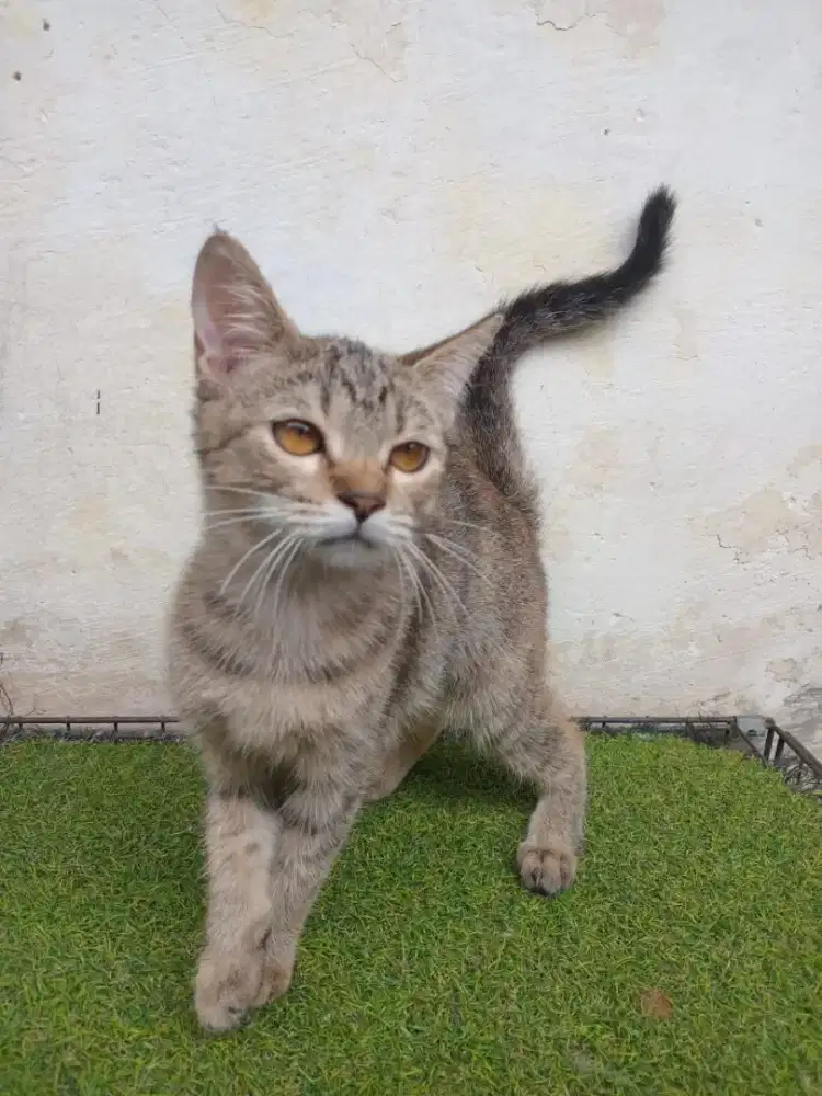 Mixdom betina usia 6 bln