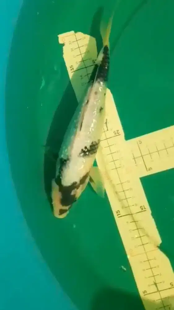 Ikan koi jenis SHIRO Ginrin 30cm bagus