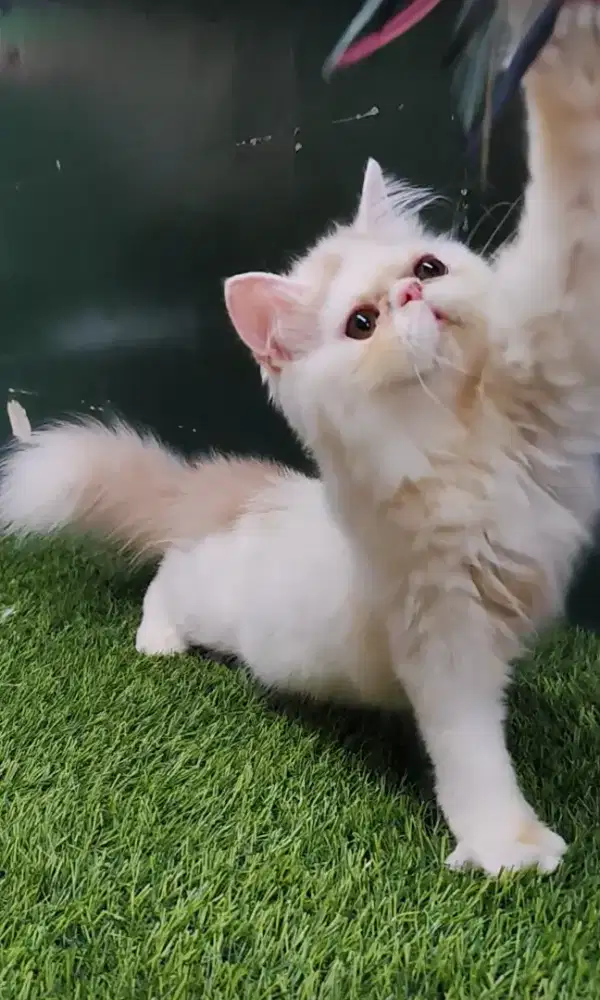 Persia Flatnose Jantan