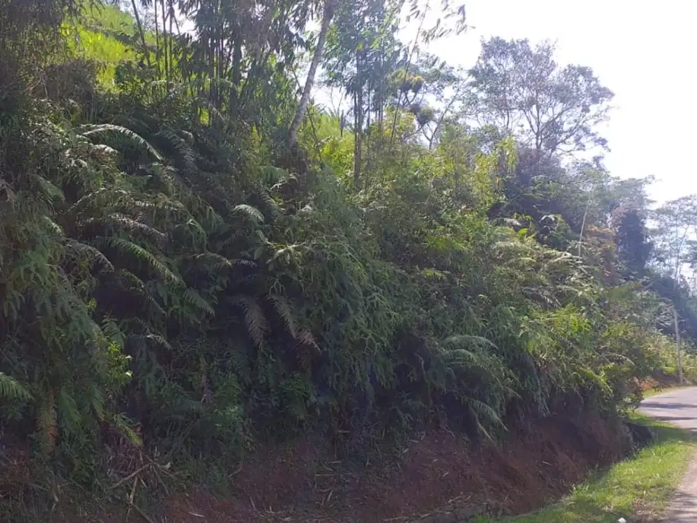 Di jual sebidang tanah kosong terletak di jalan Raya Cikotok Neglasari Lebak Banten