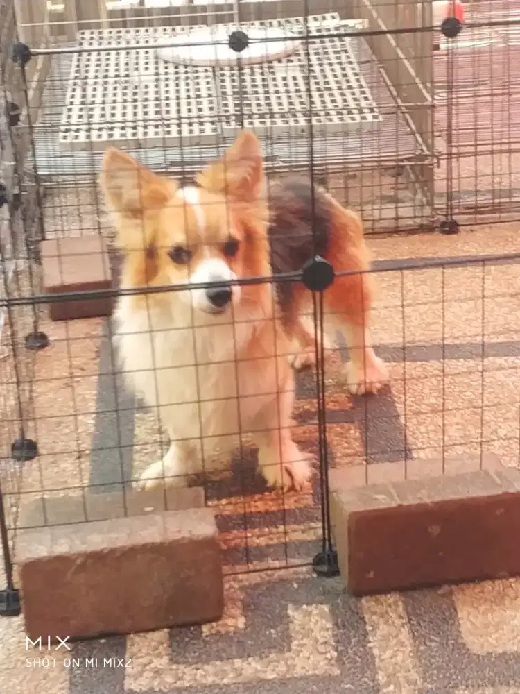 Pejantan Corgi Long Hair