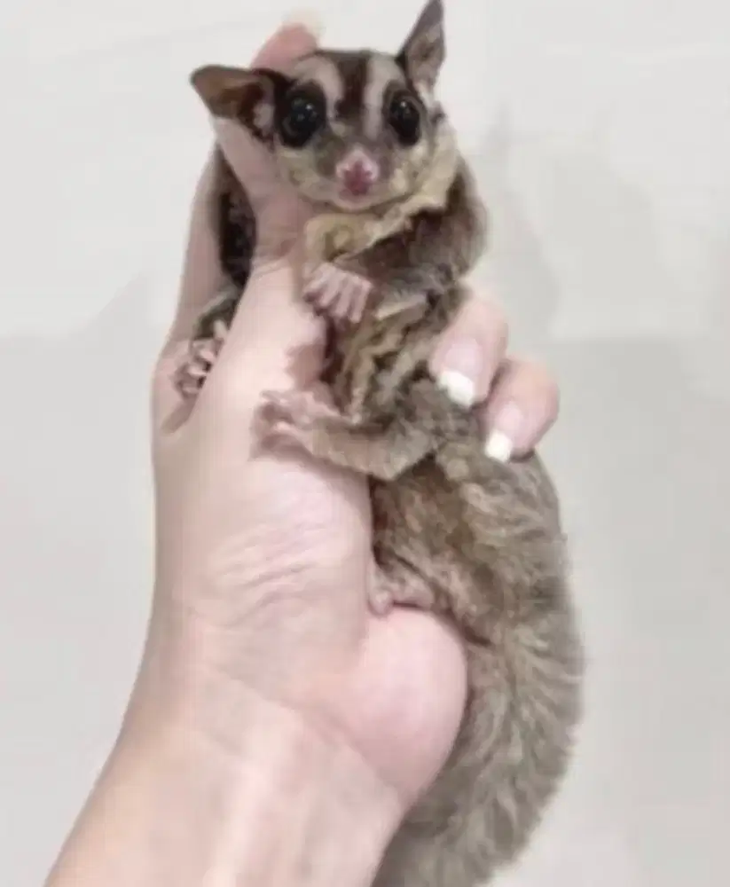 Sugar Glider Classic Grey Betina