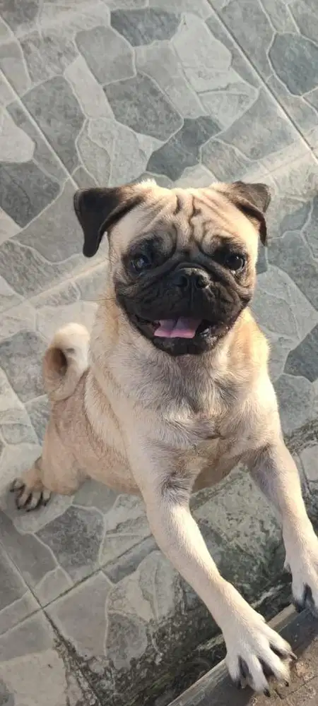 Pug jantan non stambum umur 1 tahun lucuu