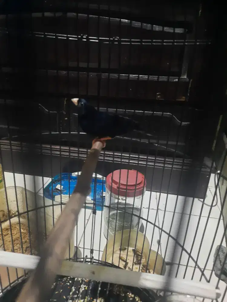 Indigo Finch Gacor usia Mapan eks masteran..