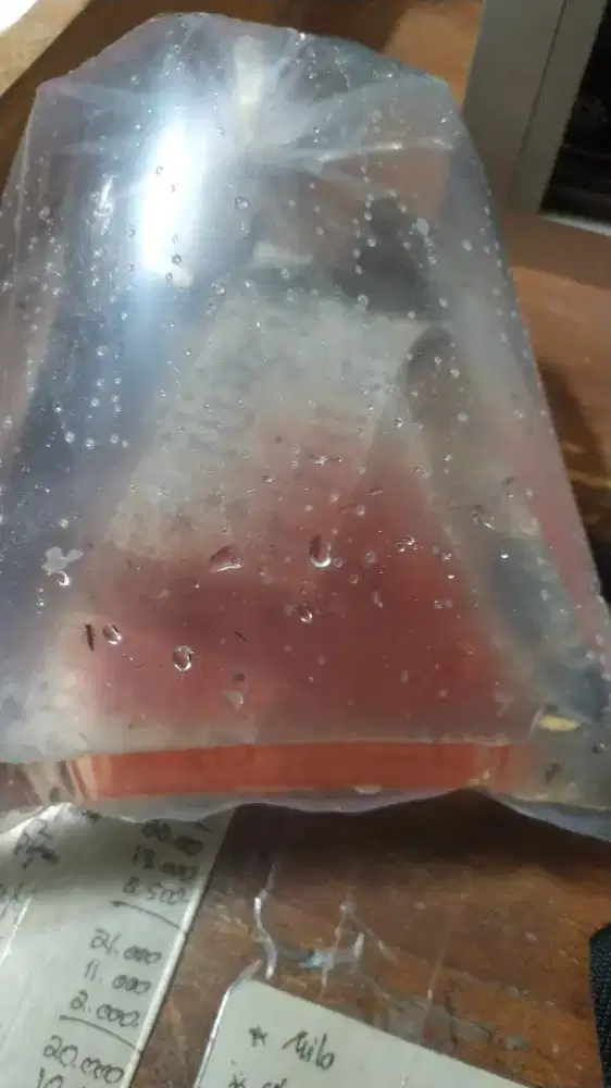 Pakan anakan ikan kutu air