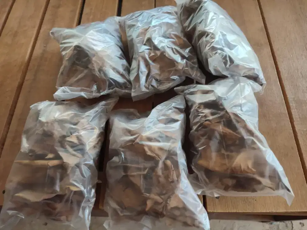 Daun ketapang dan ektrak daun ketapang