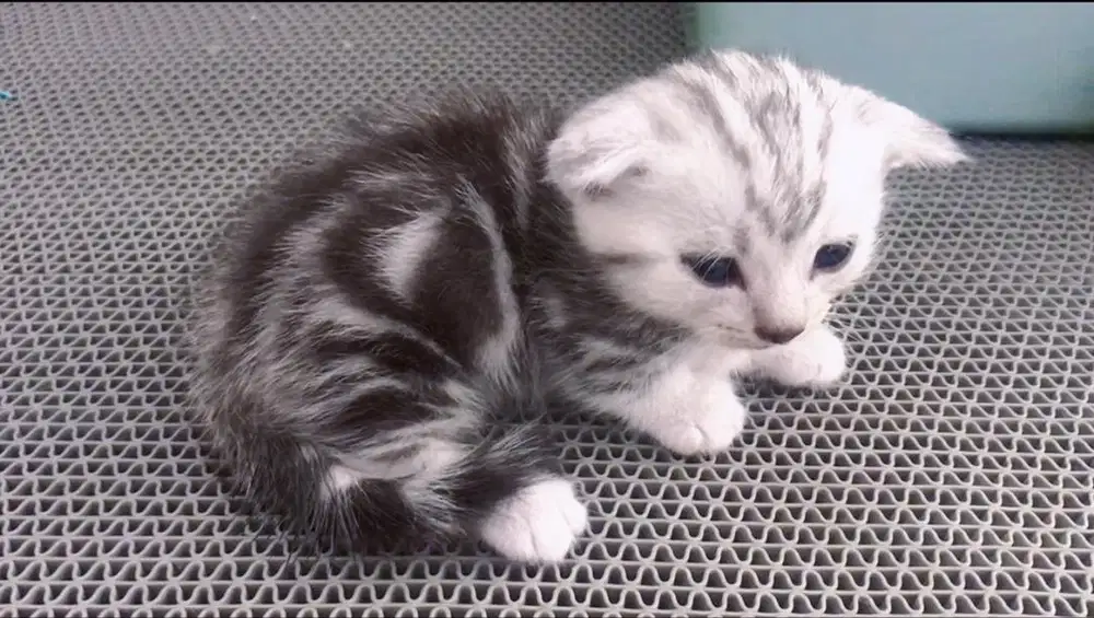 Munchkin Gaelic Silver Tabby