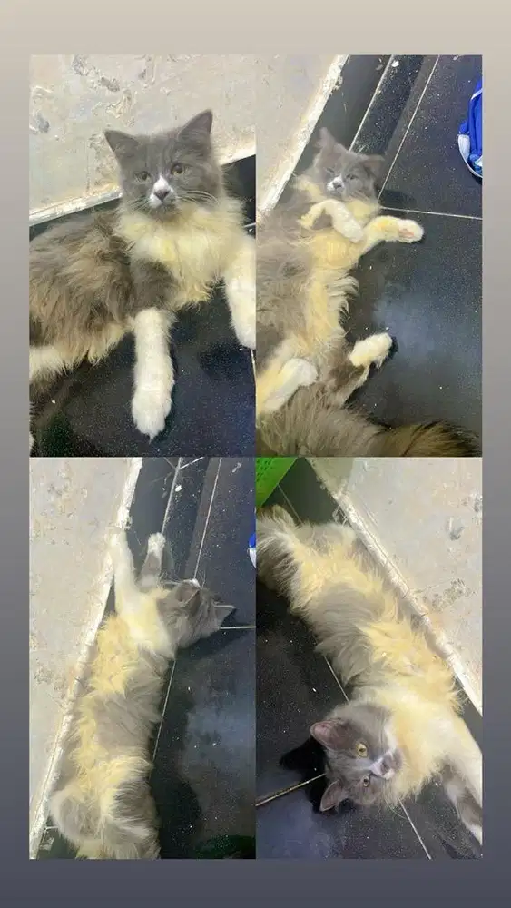 Kucing persia betina