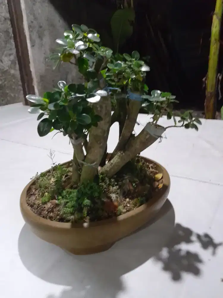 Tanaman Bonsai dollar