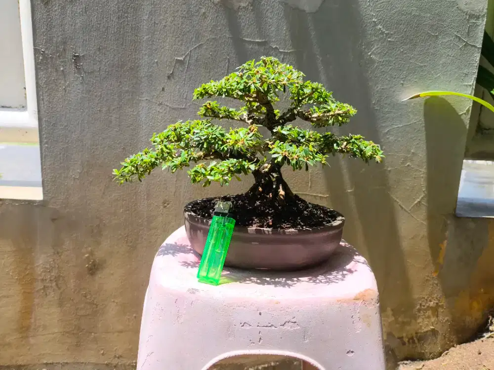 Bonsai saeng simbur daun kecil