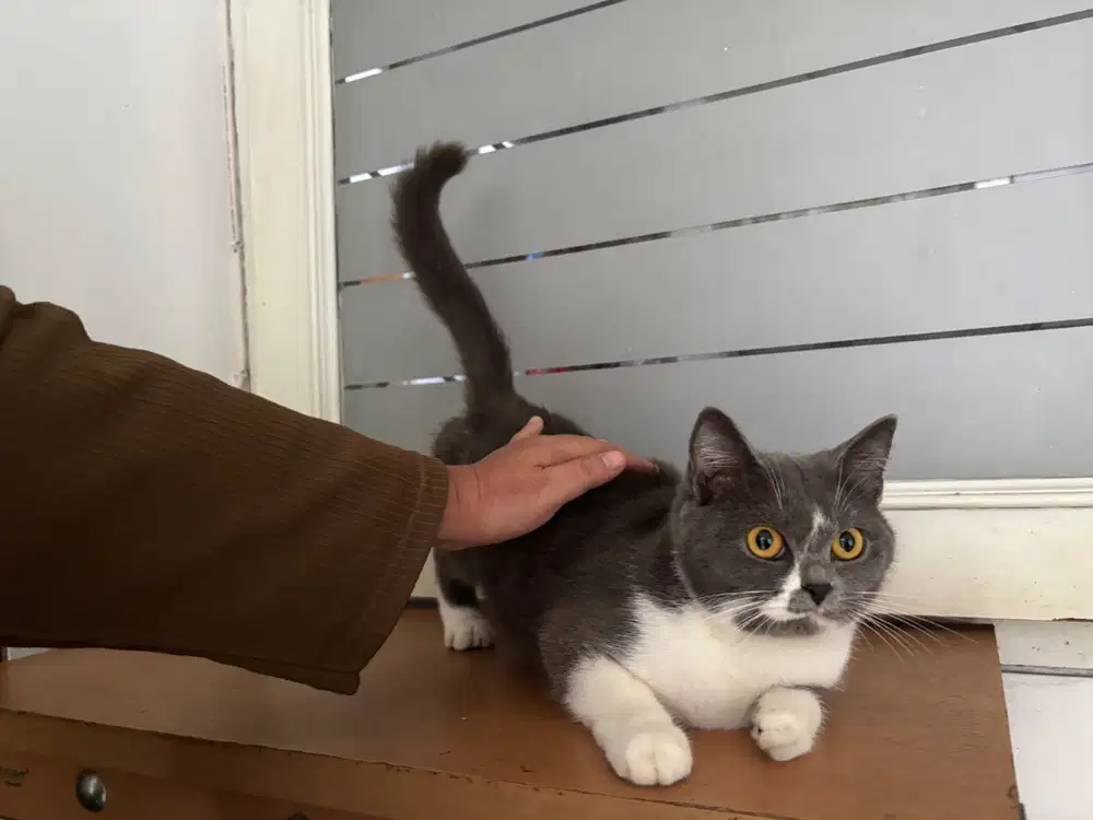 Jual kucing bsh bicolor. non ped.