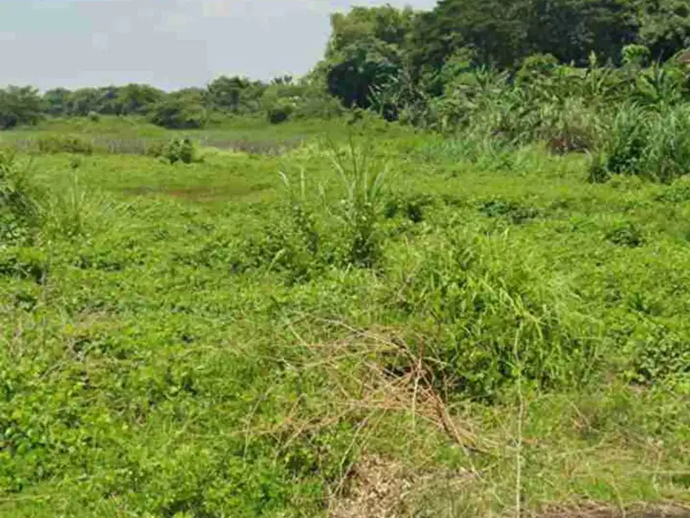 Lahan pertanian luas 8,3 HA harga 35 Milyar di Raci, Bangil, Pasuruan