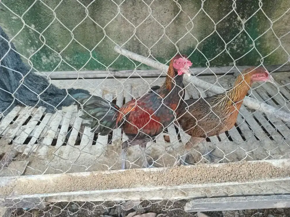 Ayam Pelung Remaja Usia 9 Bulan Sepasang