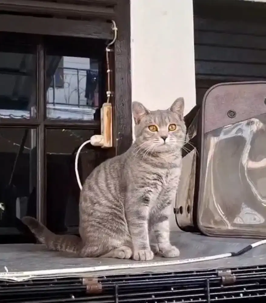 BSH blue spotted tabby jantan